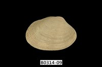 藏品(海瓜子簾蛤)的圖片